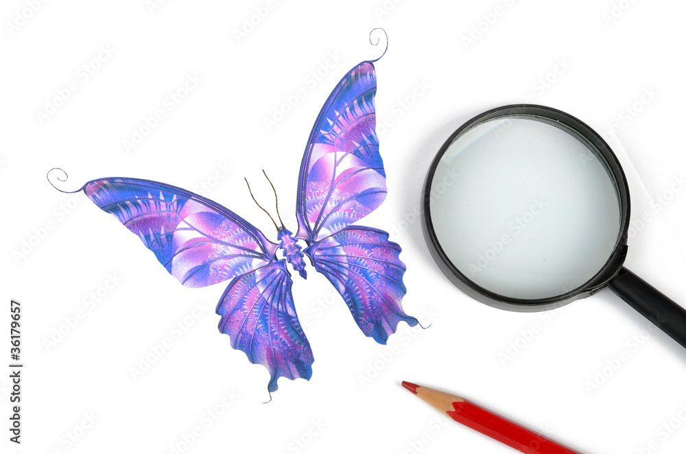 Butterfly Butterfly