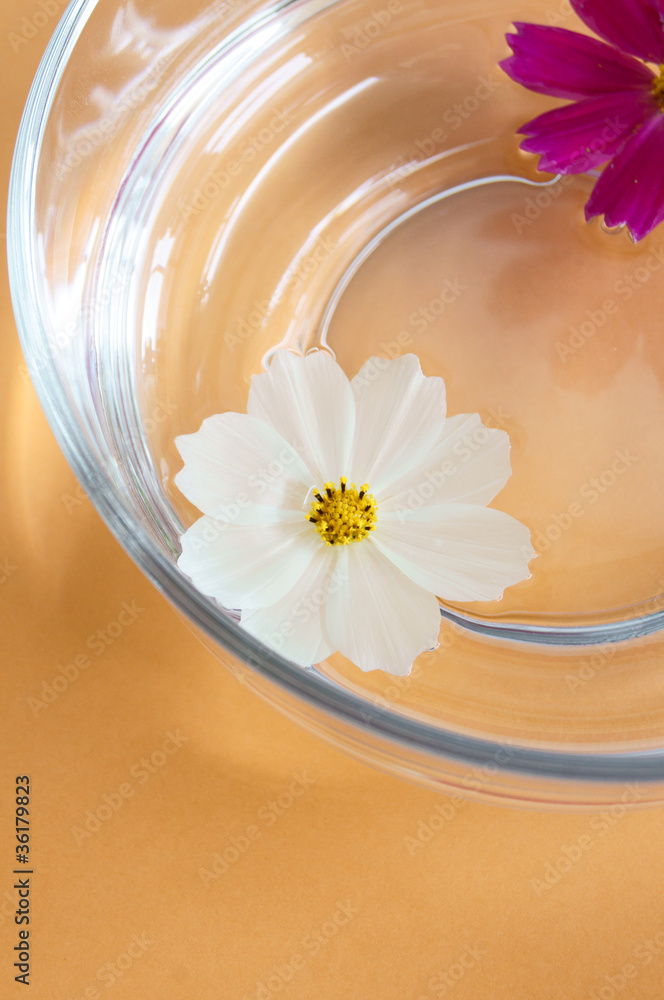 水面に浮かぶ花 水面に浮かぶ花
