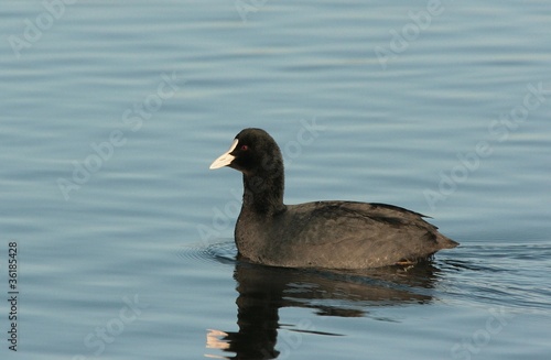Photos Fulica atra