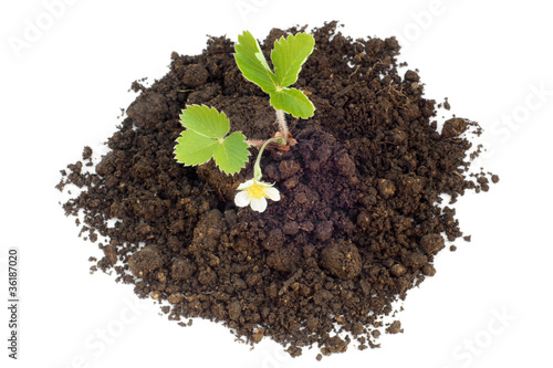 Young strawberry plant in soil