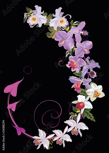 Fototapeta Naklejka Na Ścianę i Meble -  orchid curl decoration isolated on black