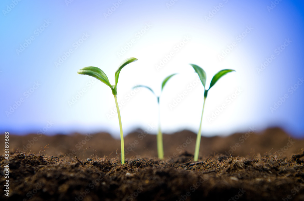 Green seedlings in new life concept Green seedlings in new life concept