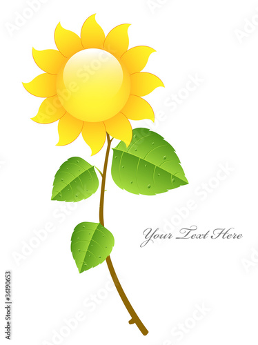 Fototapeta Naklejka Na Ścianę i Meble -  Beautiful Glossy Vector Sunflower