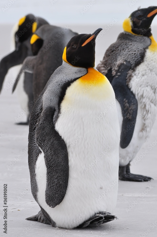 Fototapeta premium king penguins