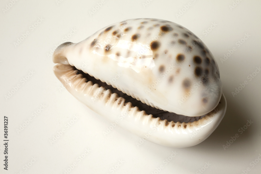 ocean shell with brown spots