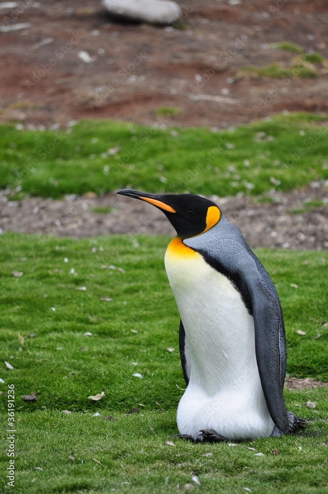 Obraz premium king penguin