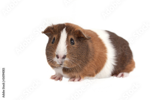 Guinea Pig on a white background.