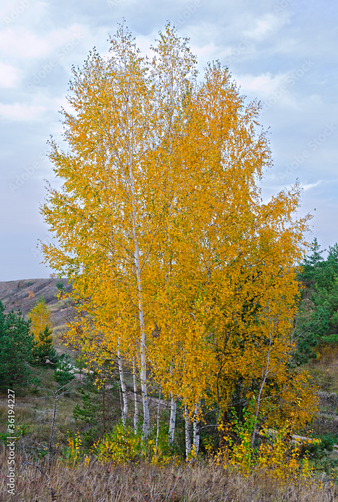 Birches grow in the field