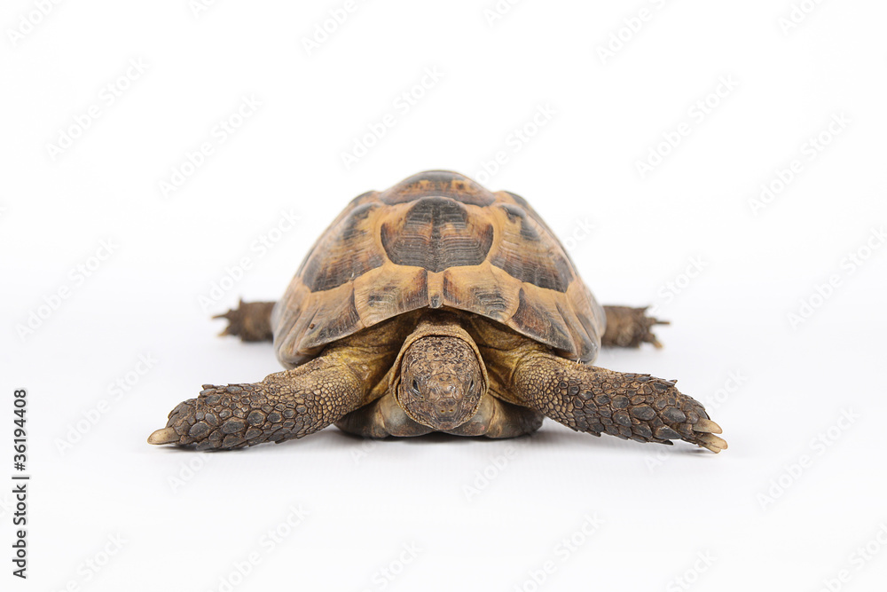 Obraz premium land turtle isolated on white background front view