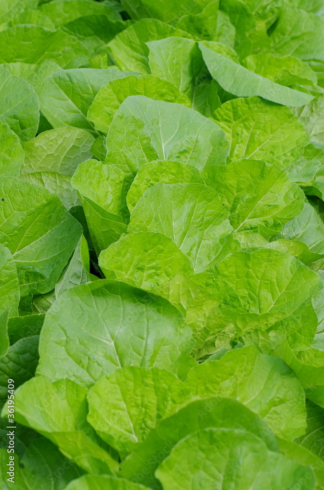 東京産白菜 東京産白菜