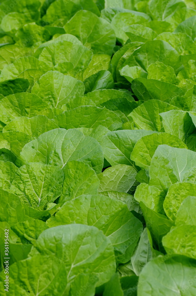 東京産白菜 東京産白菜