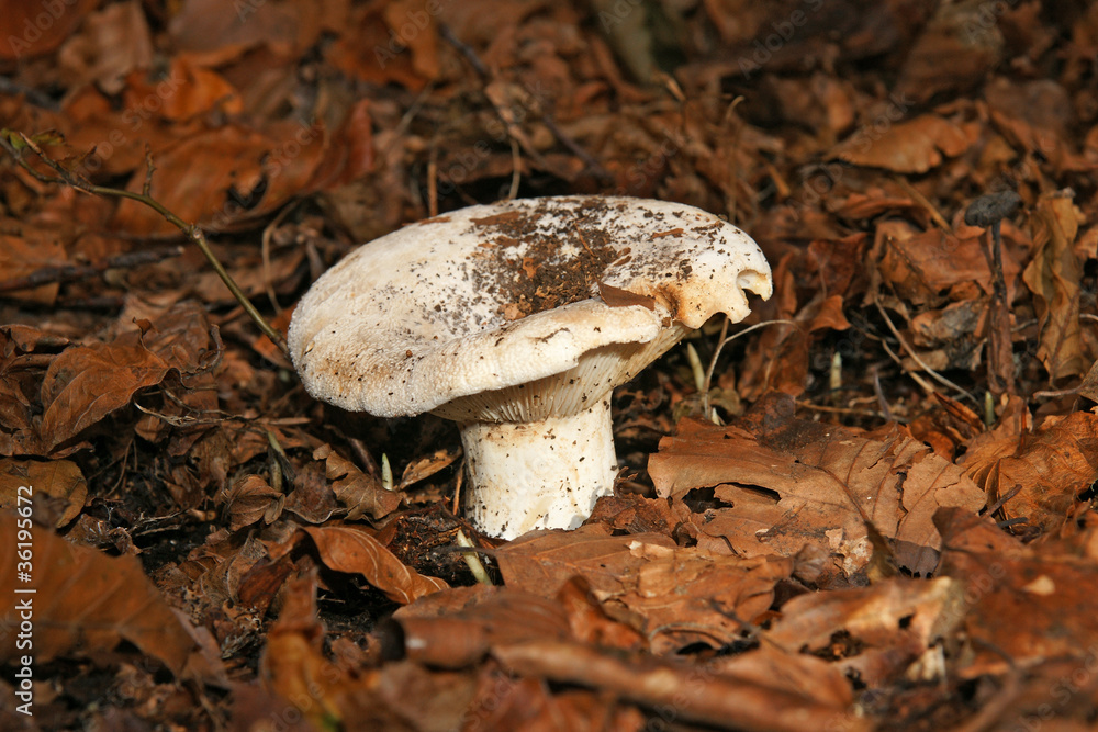 Fototapeta premium Champignon