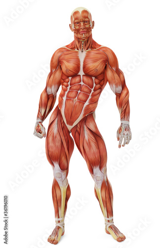muscle man front view © DM7