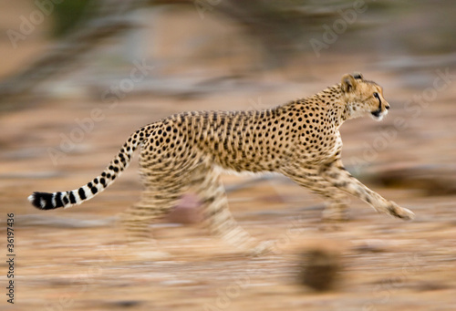 Running cheetah
