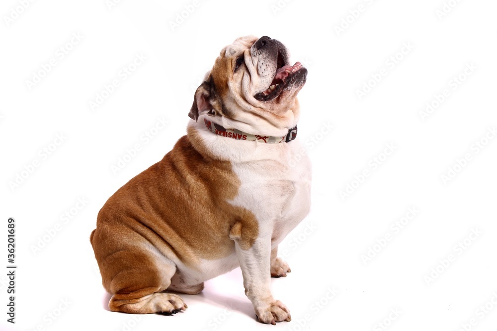 Junghund sitzend englische Bulldogge