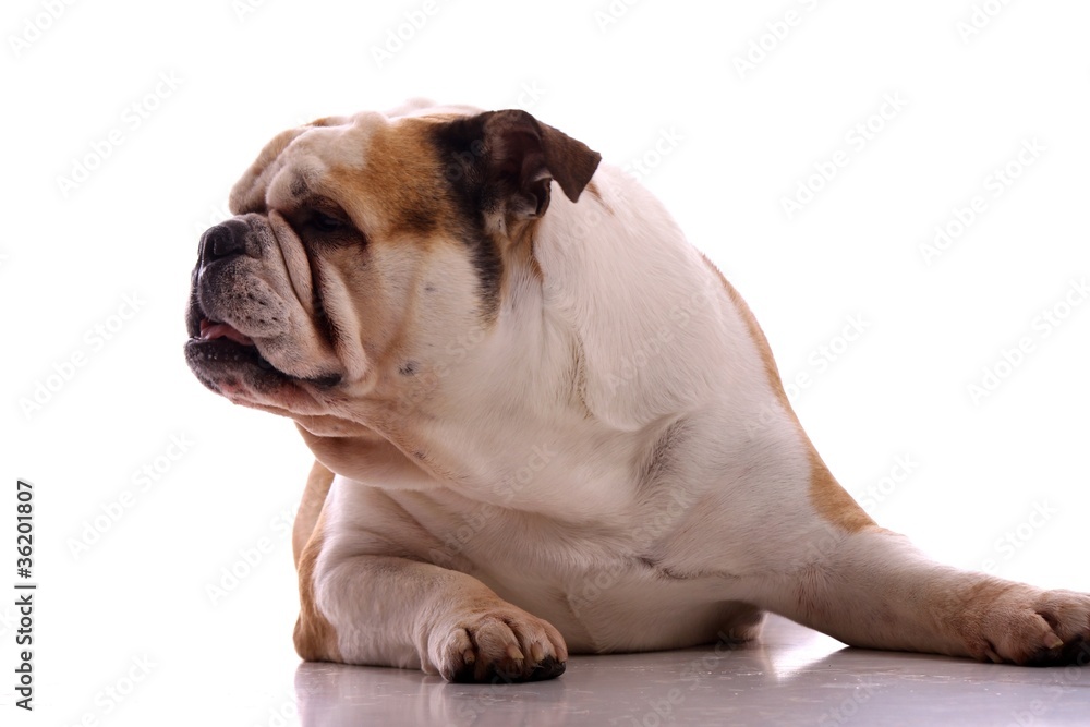 Obraz premium Junghund englische Bulldogge frontal liegend