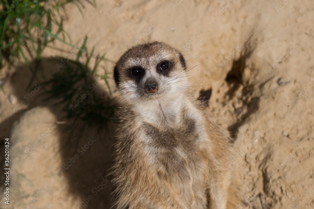 Fototapeta premium Meerkat