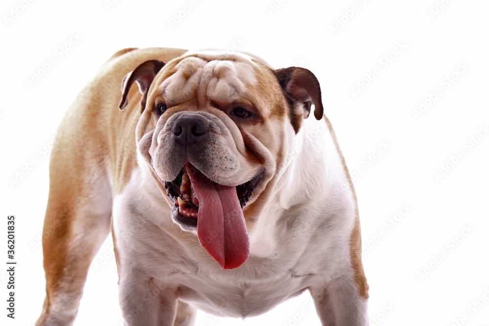 englische Bulldogge Portrait