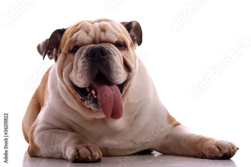 liegender Junghund englische Bulldogge frontal photo