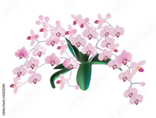 large bunch of pink orchid flowers