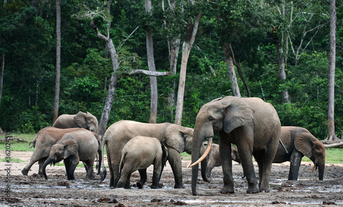 African Forest Elephants ( Loxodonta cyclotis).