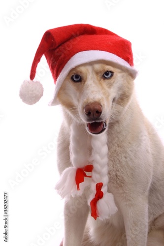 Junghund Husky mit Nikolausmütze frontal schauend