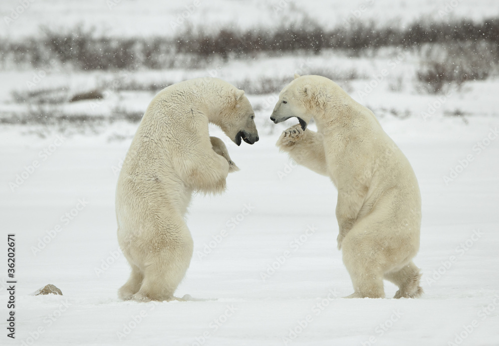 Fototapeta premium Fighting polar bears.