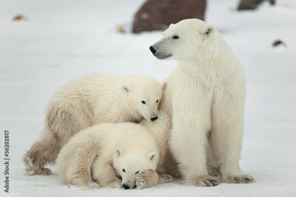 Naklejka Polar she-bear with cubs.