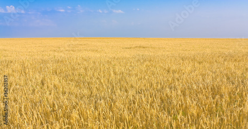 Wheat