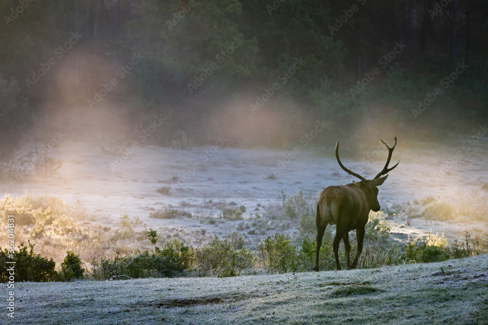 Obraz Deer on the foggy meadow at sunrise