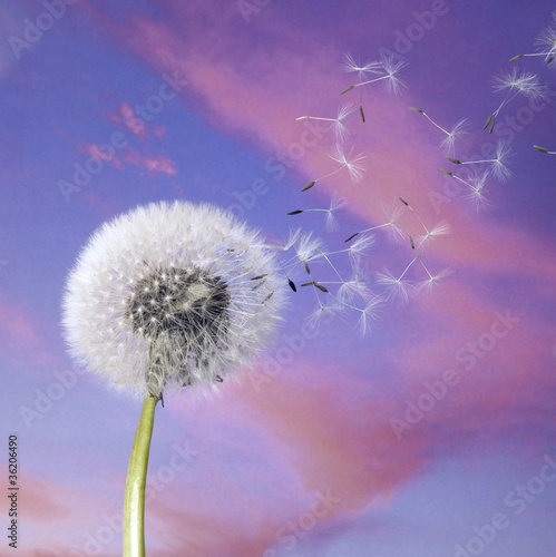 фотографія dandelion blowballin purple evening sky