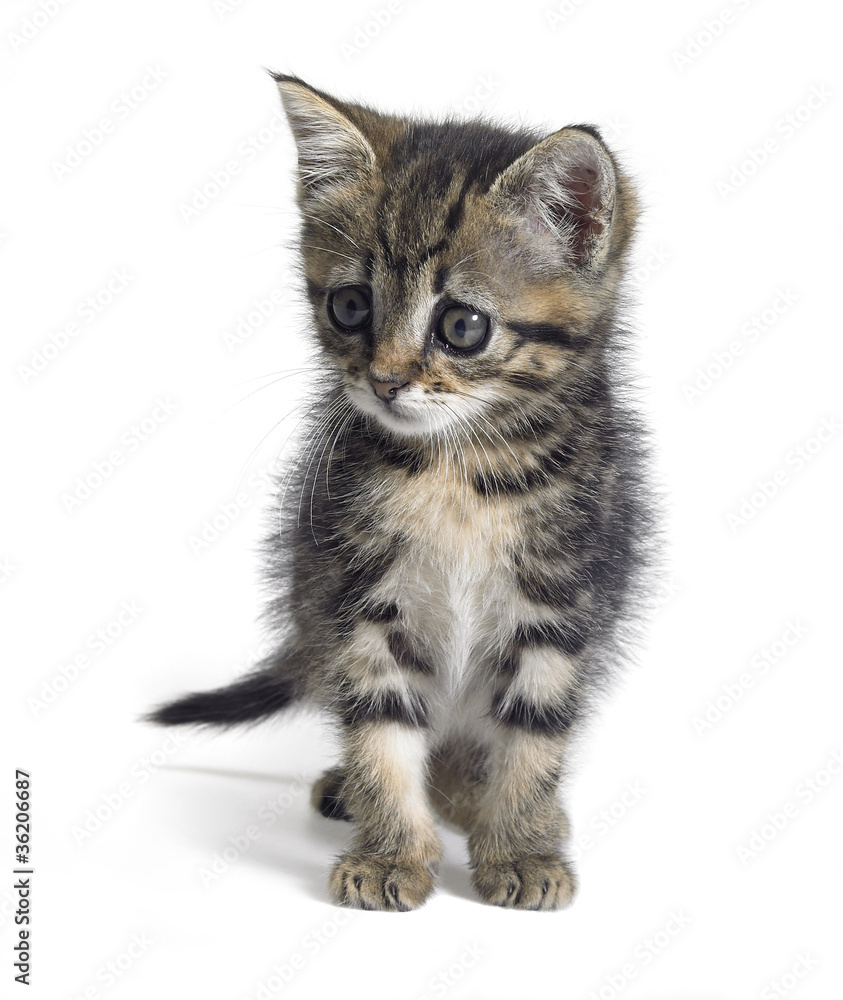 Obraz premium watching kitten