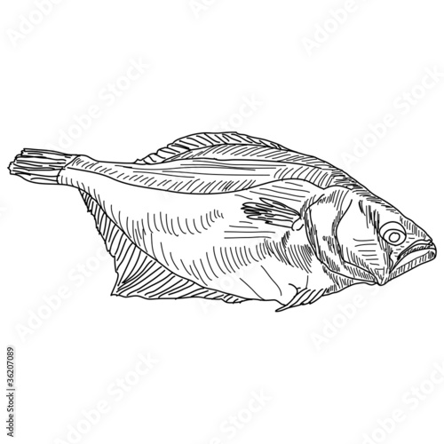 vector drawing hand fish