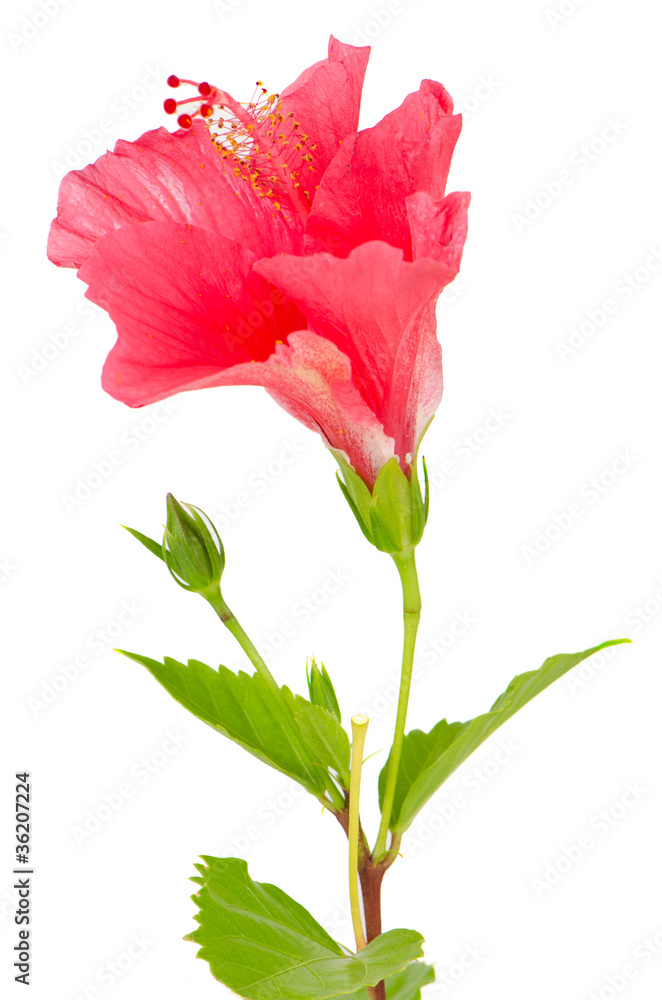 Fototapeta premium Beautiful pink hibiscus flower