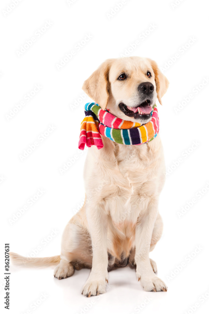 Golden Retriever sitting with a scarf Stock Photo | Adobe Stock