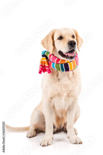 Golden Retriever sitting with a scarf