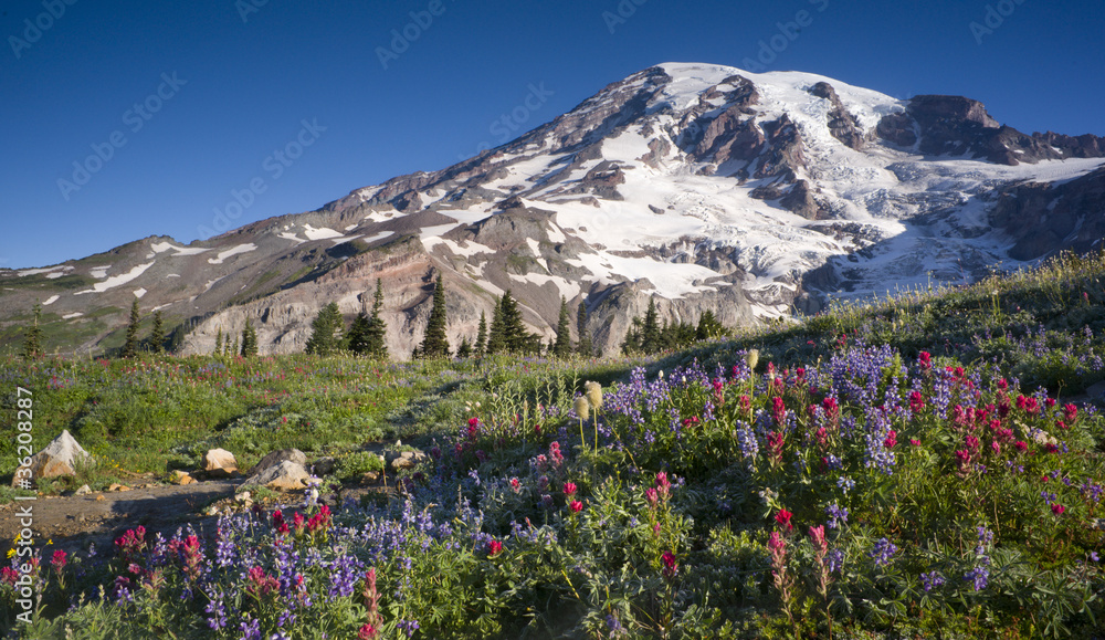 Obraz premium Mt. Rainier Wildflowers Bloom