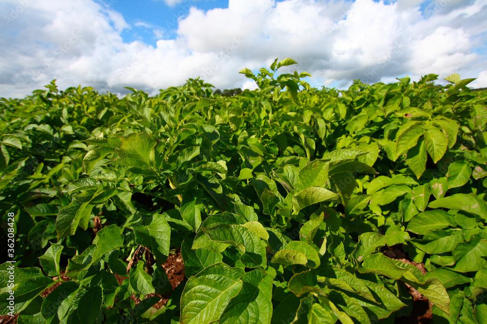 Fields of growing potatoes Fields of growing potatoes