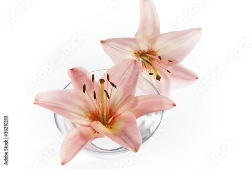 lily flowers on white