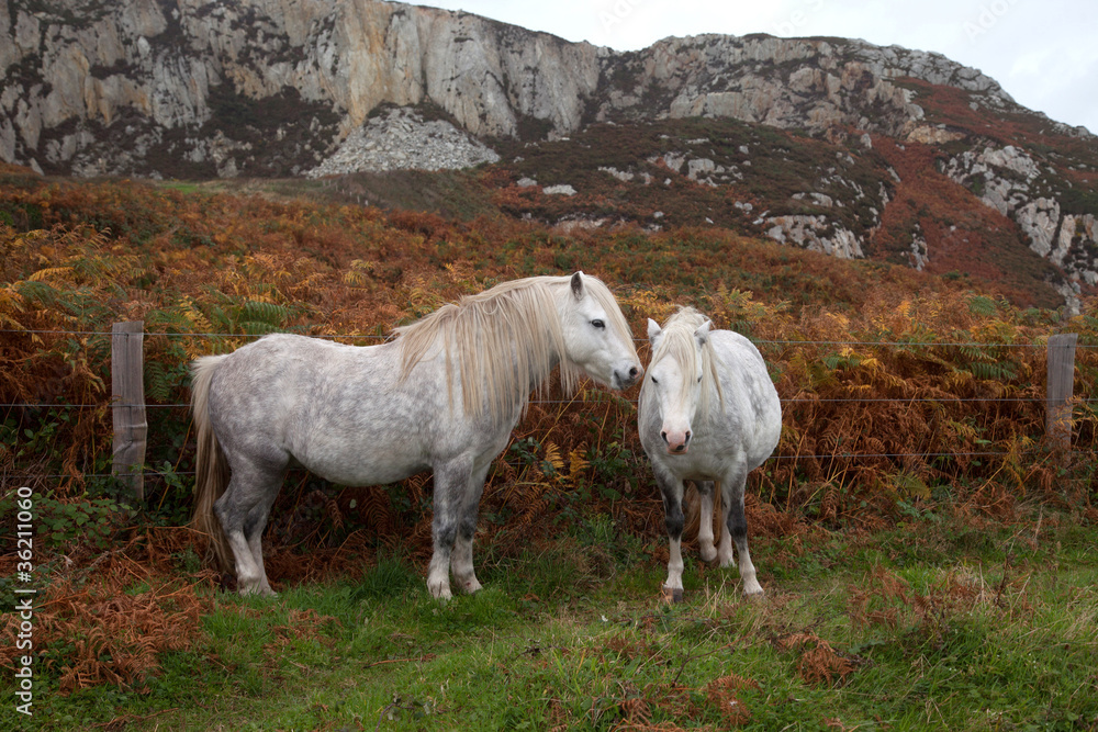 Wild Welsh Ponies