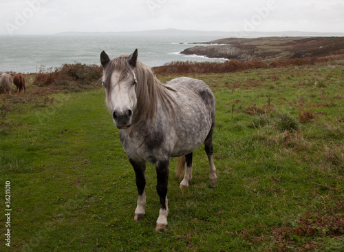 Wild Welsh Ponies © Gail Johnson