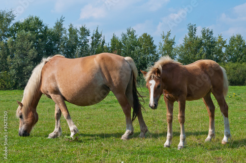 Mare and her foal grazing in a meadow