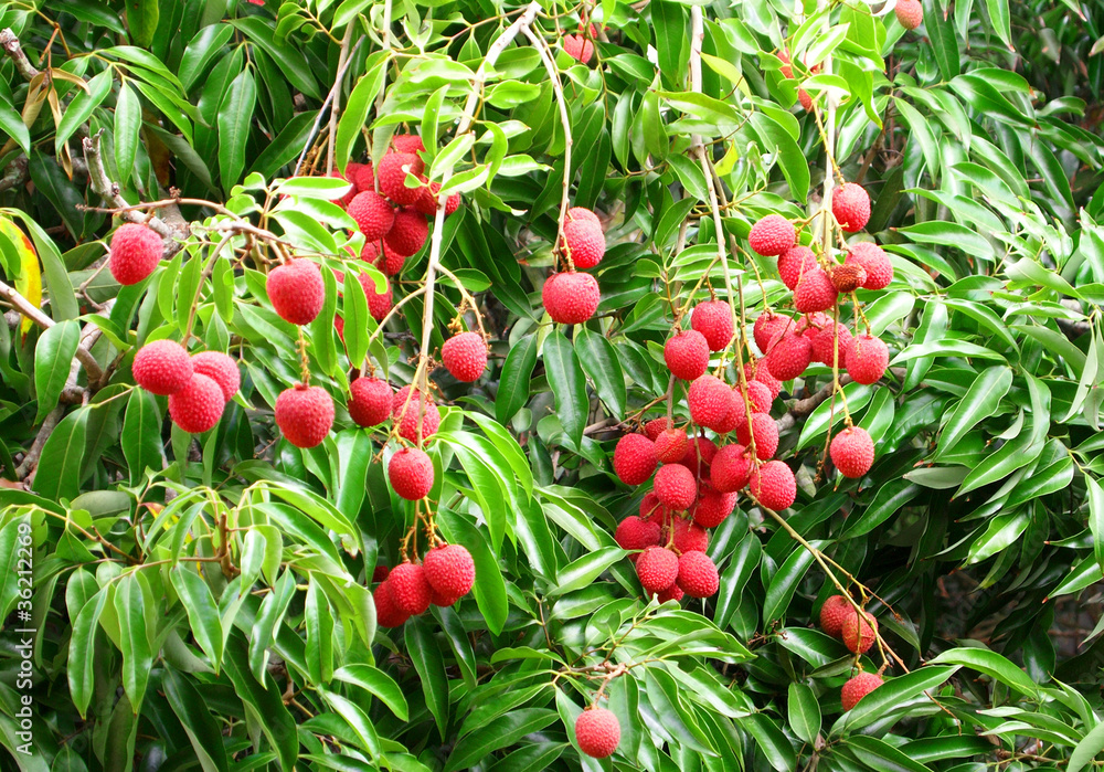 Obraz premium Litchis in Mauritius