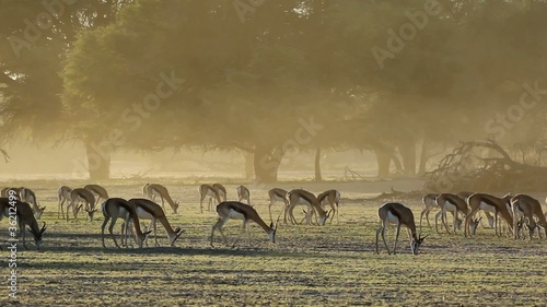 Springbok antelopes grazing in early morning light, Kalahari