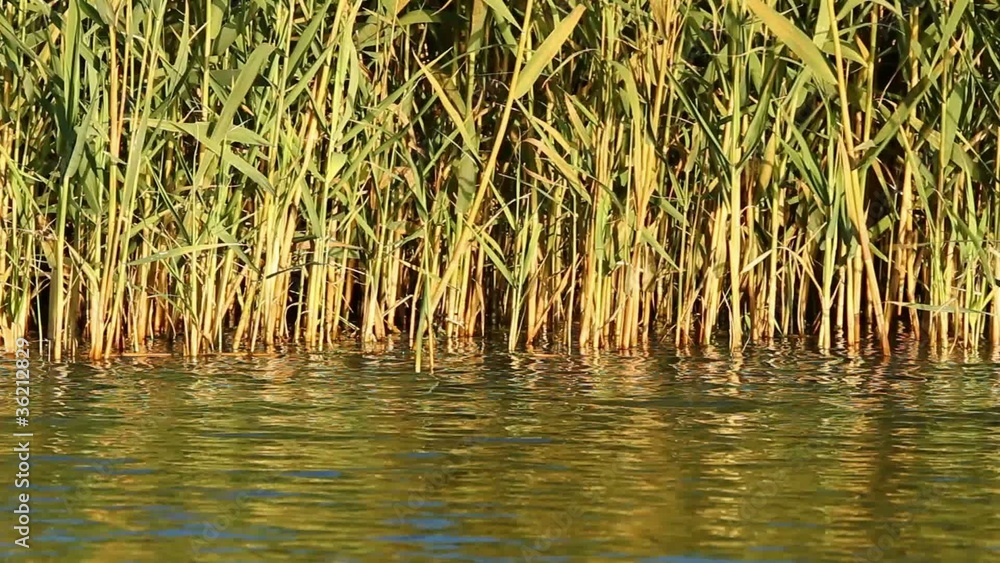 Reeds waving in the wind with reflection in water Reeds waving in the wind with reflection in water