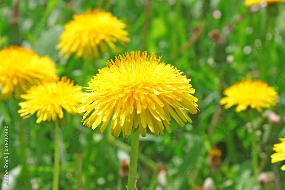 Dandelion flowers Dandelion flowers