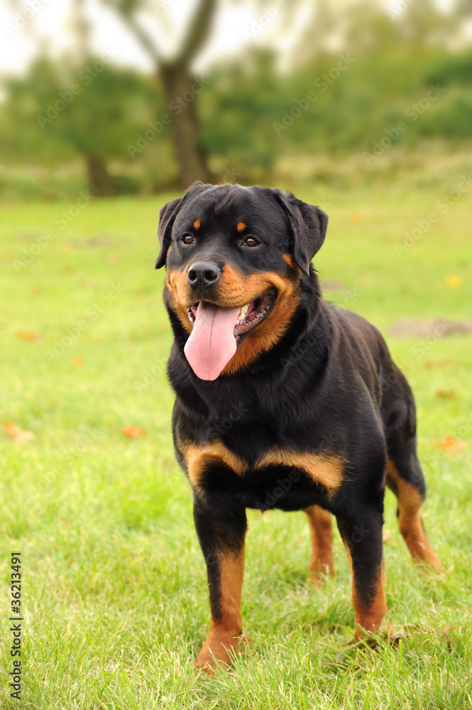 Rottweiler 3