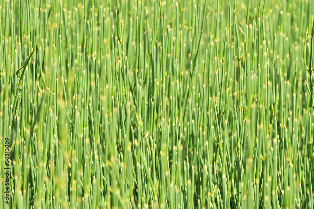 Naklejka premium The grass