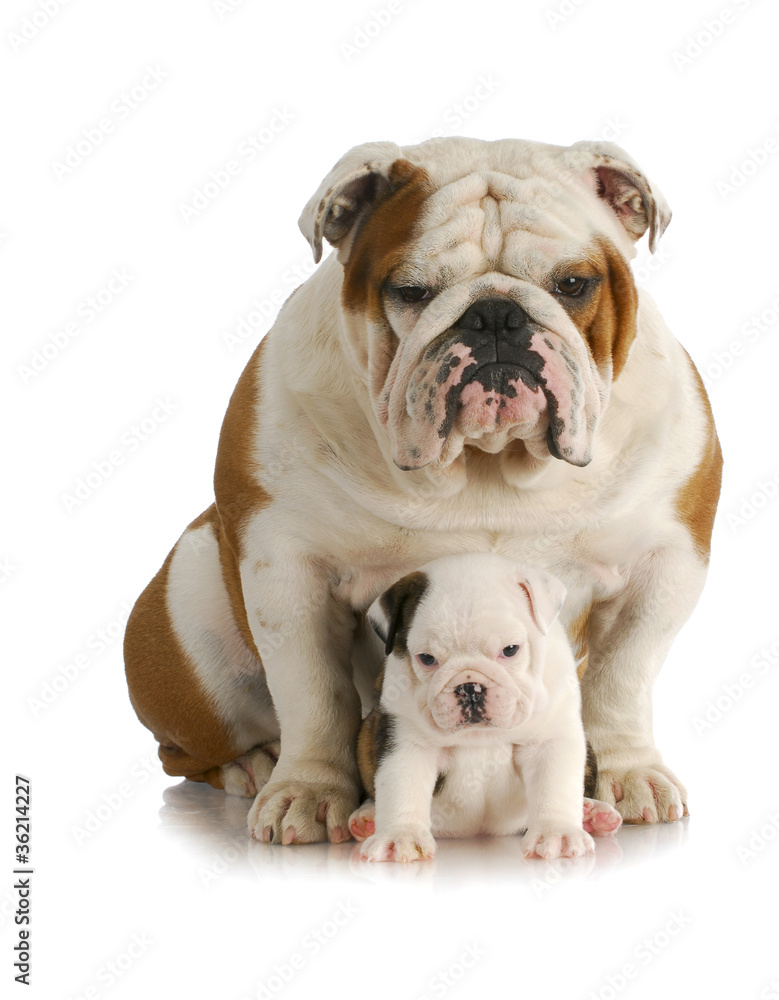 adult dog and puppy