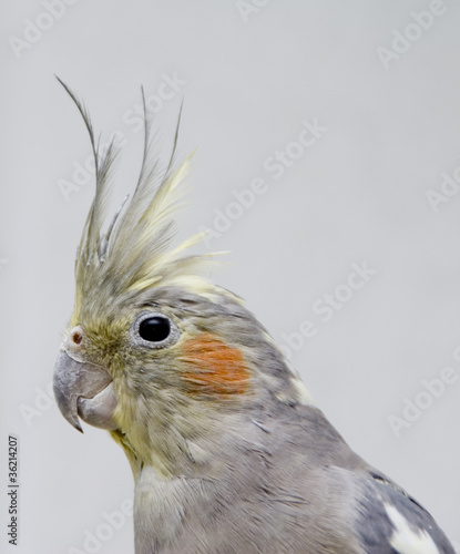 Parrot Nimfa